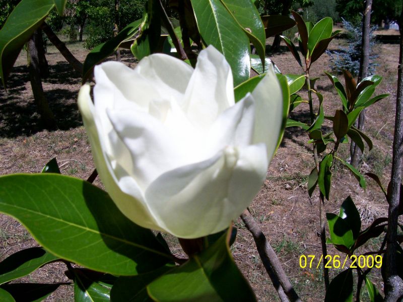 Flor magnolia.JPG